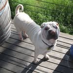 Winston - @sirwinstonthesharpei - Instagram