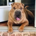 Winston - @sharpei_winston - Instagram