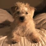 Winston - @winston_sharpe - Instagram