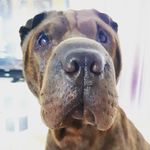 Winston🐾 - @winston_sharpei02 - Instagram