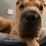 Winston - @winston_the_sharpei - Instagram