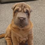 Winston and Lennon - @sharpei_winston_lennon - Instagram
