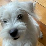 Winston Sharp Hosp - @winston_da_wonderdawg - Instagram