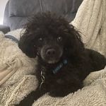 Winston Thaddeus Alfonso Sharp - @weewinston20 - Instagram