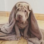 Winston the Shar Pei - @winstonsharpei - Instagram