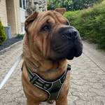 Winston the Shar pei - @winston.shar.pei - Instagram