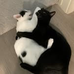 Salem and Winston Shepard - @chillingadventuresofsalemshep - Instagram
