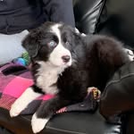 Winston - @austrailianshepardwinston - Instagram