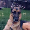 Winston - @winston_german.shepard - TikTok