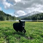 Winston | The Golden Retriever & Australian Shepard - @wingman.winston - Instagram