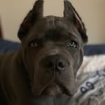 Winston D. Cornelius Shepard - @winston_the_corso - Instagram