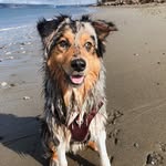 Winston the Australian Shepard - @wonderfully.winston - Instagram