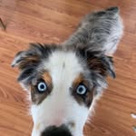 Winston the Mini Australian Shepard - @miniauswinston - Instagram