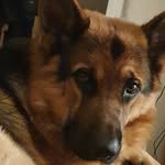 Winston theGerman-Shepard - @thegermanshepardwinston - Instagram