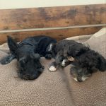 Simon - @simon.and.winston - Instagram