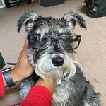 Sir Winston Simon Svoeuy - @sirwinston_theschnauzer - Instagram