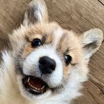 Winston & Simon - @winston_decorgi - Instagram
