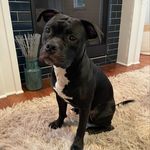 Winston (aka Simon) - @adopt_simon_dcas - Instagram