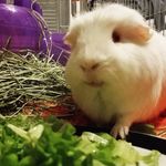 winston&simon&leo&porkie&pops - @piggsburgh - Instagram