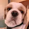 🐾Winston spencer🐶 - @mr.winstonspencer - TikTok