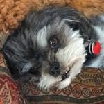Winston - @streeterandstreeter - Instagram