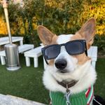 Winston & Walker - @sirwinstonandwalker - Instagram