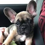 Thedude_dude - @winston.wallace.frenchie - Instagram