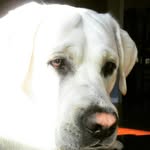 ︎:~°Winston°~: - @_.winston_wallace_wiggles_xxo - Instagram