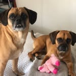 Winston & Wallace - @underbiteinc - Instagram