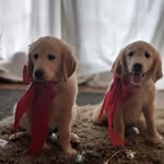 Winston & Wallace - @twogoldenpups_ - Instagram