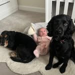 Winston & Wallace - @winstonandwallace_cockers - Instagram