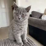 Winston & Wallace - @winston_wallace_bsh - Instagram
