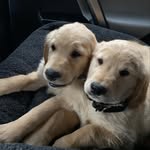 Winston & Wallace - @winstonandwallaceswanderings - Instagram