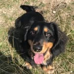 Winston Wallace - @winstonwallacethesausage - Instagram