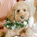 Winston Wallace - @winston_wallace_thecockapoo - Instagram
