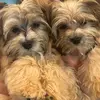 Winston, Wallace & Co. - @danienruyye - TikTok