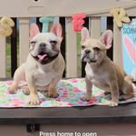 Winston Wallace & Sophia Grace - @winnie_and_sophie_thefrenchies - Instagram