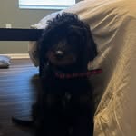 Winston Wallace Lynch-Copland - @imwinstonthebernedoodle - Instagram