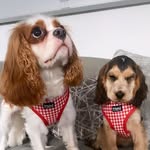 winston&wallace🐶 - @winstonandwallace_ - Instagram