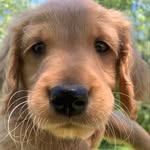 Winston the Golden - @winston.weir - Instagram