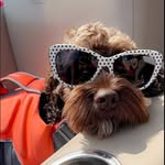 Winston - @_winstonwheeler - Instagram