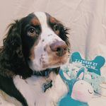 Winston the english springer - @winstonwheelerr - Instagram