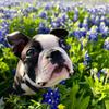 Winston Wheeler - @only.pawzz - TikTok