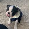 Winston Wheeler 🇨🇦 - @winstonwthebostonterrier - TikTok