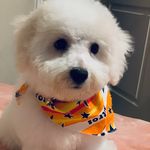 Winter Foster - @winter_foster_the_bichon - Instagram