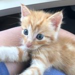 Winter Park Foster Kittens 🐱 - @winterpark.kittens - Instagram