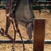 Winter Rose Equestrian Center - Facebook
