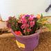 Winter Rose Stables - Facebook
