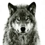 THE WOLF - @thewolfsinger - Instagram