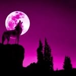 wolfsinger-tz - @wolfsinger_tz - Instagram